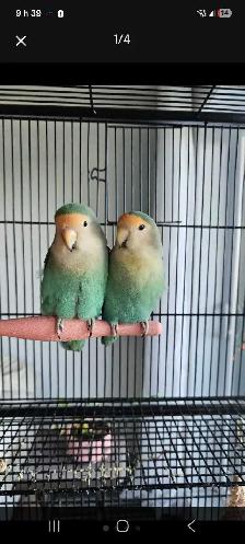 inséparables (couple) - Photo 2