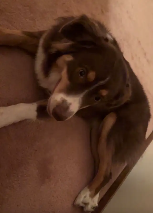 chien perdu berger australien