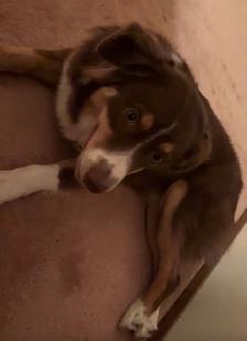 chien perdu berger australien