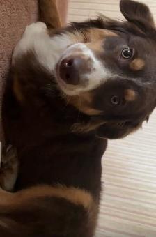 chien perdu berger australien - Photo 2