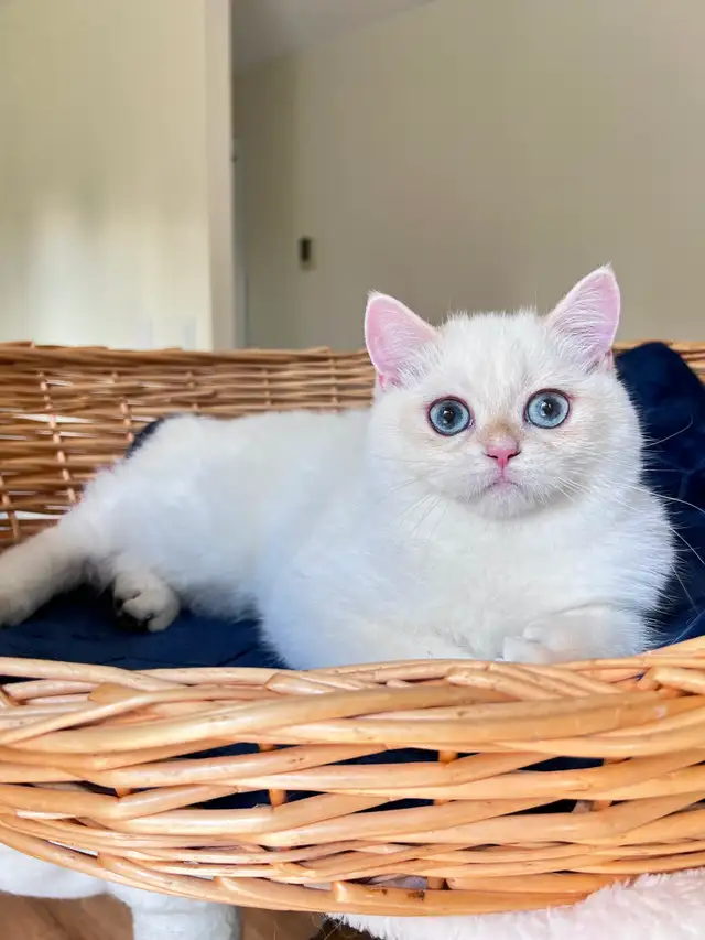 British Shorthair Golden Colorpoint Kitten / Blue Eyes