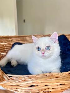 British Shorthair Golden Colorpoint Kitten / Blue Eyes - Photo 3