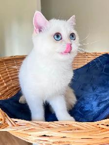 British Shorthair Golden Colorpoint Kitten / Blue Eyes - Photo 6