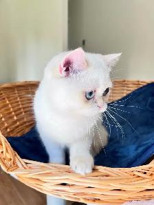 British Shorthair Golden Colorpoint Kitten / Blue Eyes - Photo 7