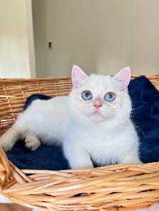 British Shorthair Golden Colorpoint Kitten / Blue Eyes - Photo 10