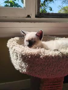 Purebred Siamese Kittens - Photo 4
