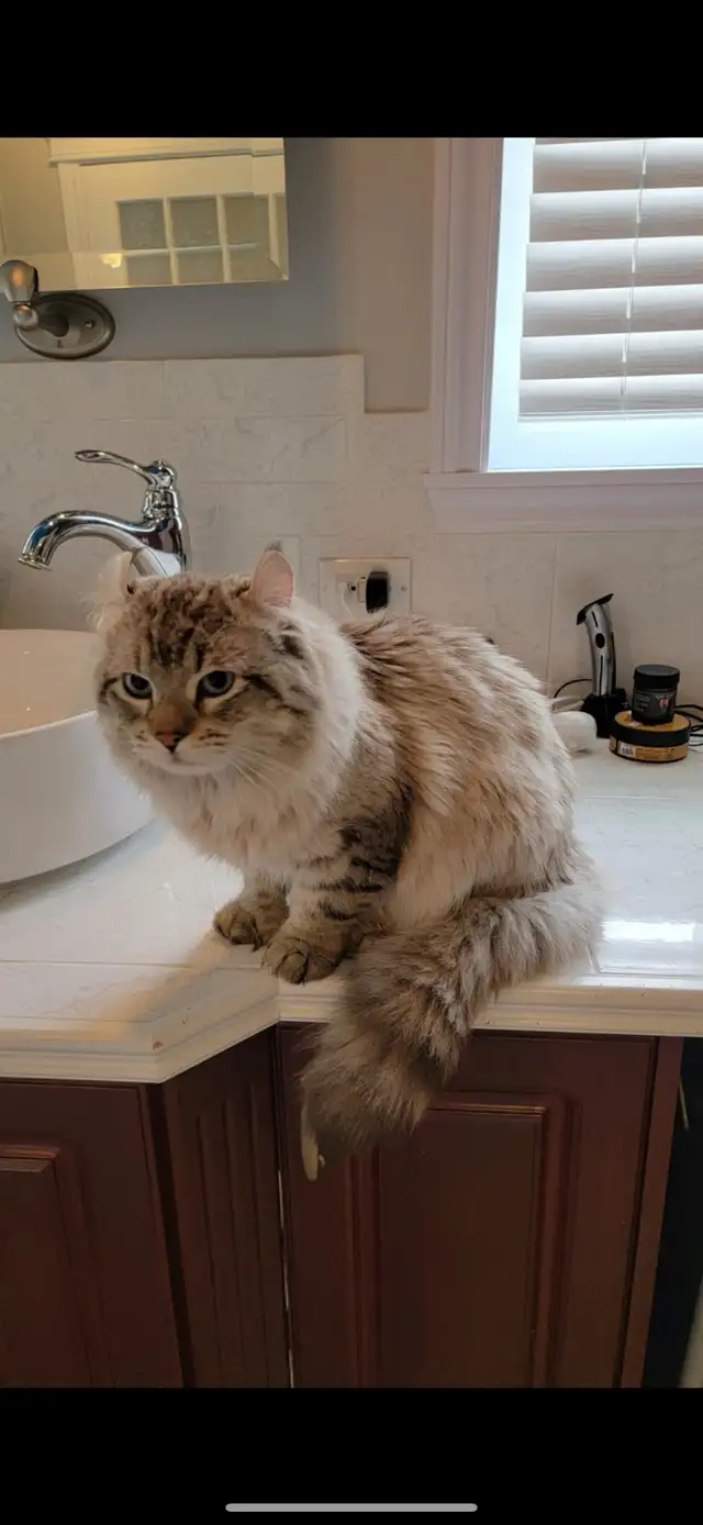mâle Highland lynx