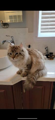 mâle Highland lynx