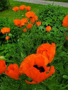 Professional Gardening Services - Photo 8