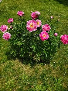 Professional Gardening Services - Photo 10