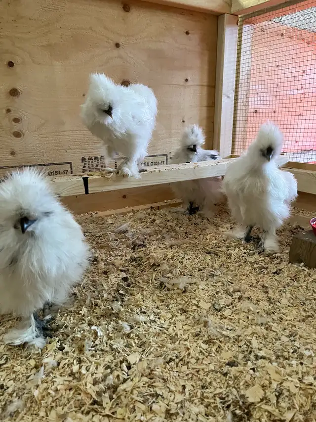 silkies!