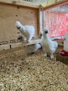 silkies! - Photo 2