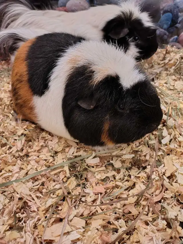 guinea pig
