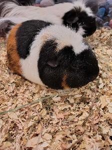 guinea pig