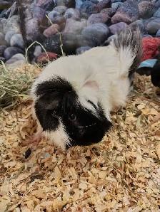 guinea pig - Photo 2