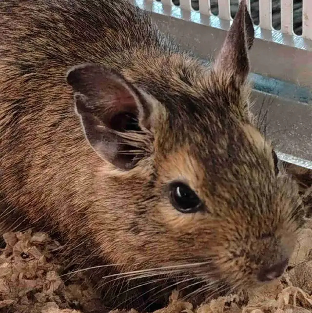 baby degus