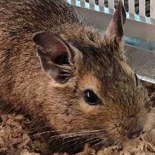 baby degus