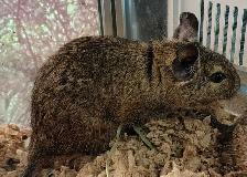 baby degus - Photo 3