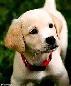 No.1 Dog Walking & Petsitting Services - Photo 5