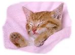 No.1 Dog Walking & Petsitting Services - Photo 7