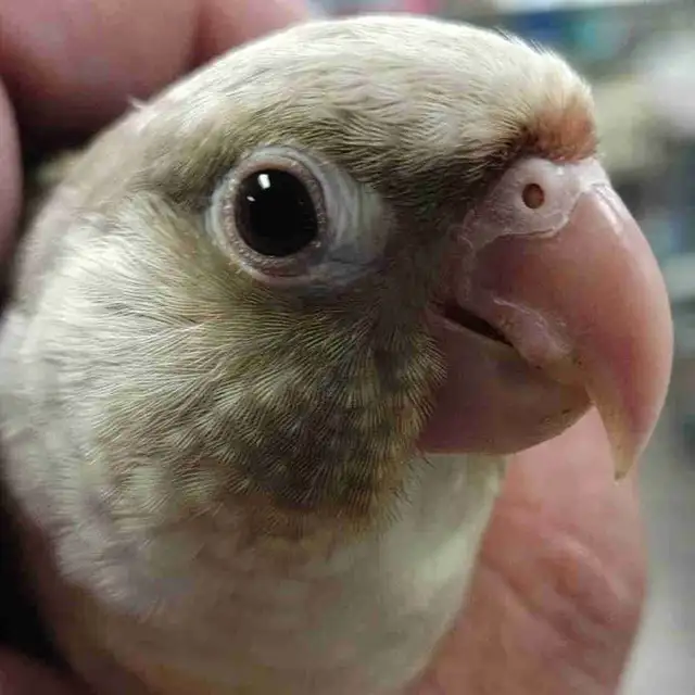 turquoise conure