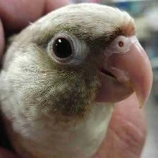 turquoise conure