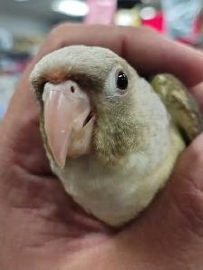 turquoise conure - Photo 2