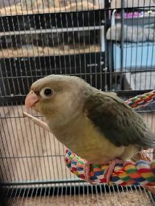 turquoise conure - Photo 3