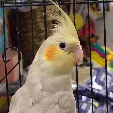 baby cockatiel