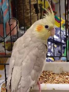 baby cockatiel - Photo 2