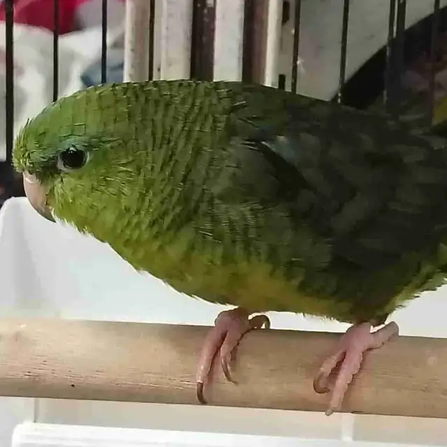 lineolated parakeet