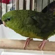 lineolated parakeet