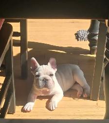 Bulldog Francais - French Bulldogs