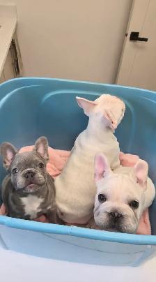 Bulldog Francais - French Bulldogs - Photo 2