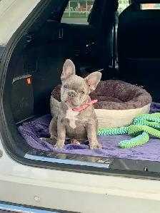 Bulldog Francais - French Bulldogs - Photo 3