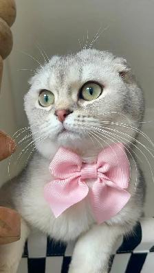 Chatons Scottish Fold