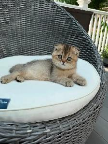 Chatons Scottish Fold - Photo 2