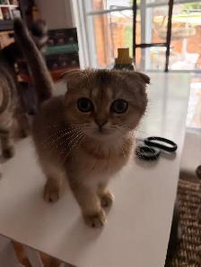 Chatons Scottish Fold - Photo 3