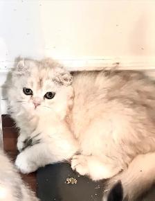 Chatons Scottish Fold - Photo 4