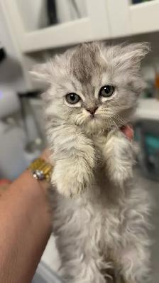 Chatons Scottish Fold - Photo 5