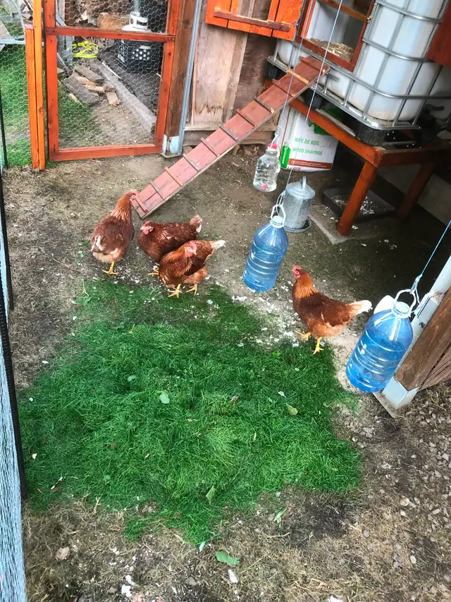 POULES à DONNER GRATUIT
