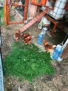 POULES à DONNER GRATUIT