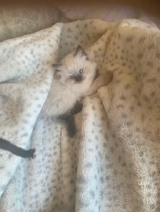 GORGEOUS BABY WHITEMITTTED & CHOCOLATEPOINT RAGDOLLS!! - Photo 4