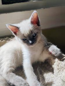 Purebred Siamese Kittens - Photo 6