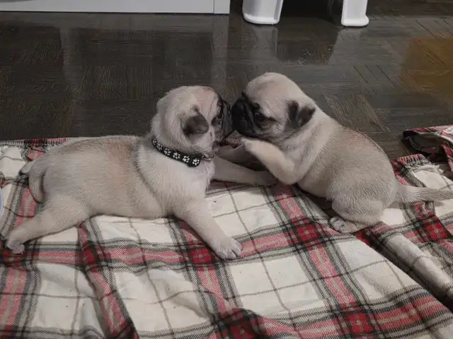 Pug for Rehoming