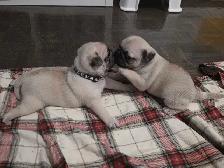 Pug for Rehoming