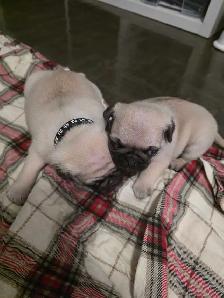 Pug for Rehoming - Photo 2