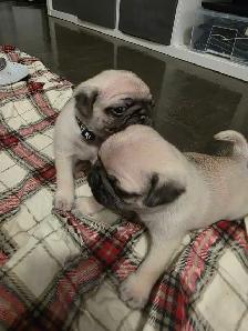 Pug for Rehoming - Photo 3