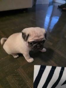 Pug for Rehoming - Photo 4