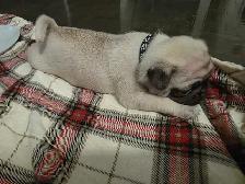 Pug for Rehoming - Photo 5